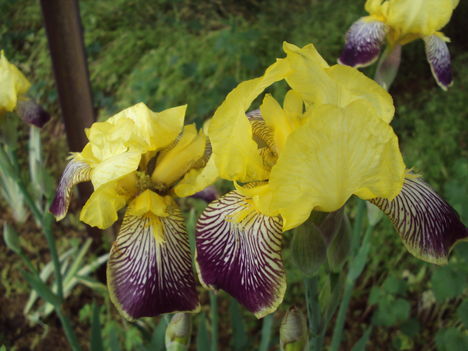 kertünkből 2011