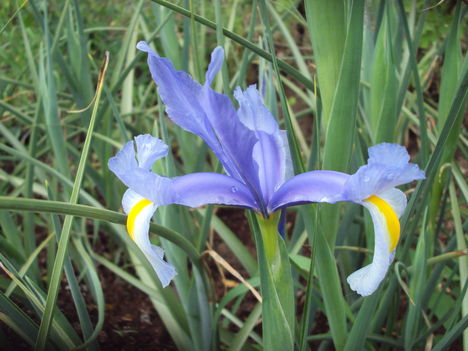 kertünkből 2011