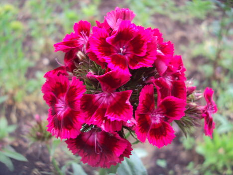 kertünkből 2011