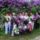 Majusi_orgonak_2011_17_1138380_3010_t
