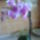 Mini_orhidea-002_1138824_1491_t