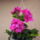 O_is_petunia_1138395_8403_t