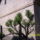 Tamariska_formazva_1138030_3393_t
