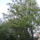 Akacfak_a_soproni_utca_elejen_1139715_8130_t