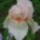 Irisz-004_1139350_5302_t