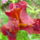 Irisz_5-001_1139348_4031_t