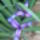 Saslevelu_torpe_irisz-003_1139082_8452_t