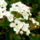 Spirea_1139630_7493_t