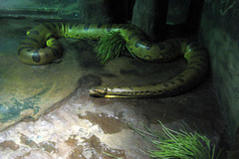 Anakonda az állatkertben