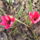 Botanikai_tulipan-001_1130925_5550_t