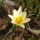Botanikai_tulipan_1130924_5806_t