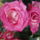 Gyonyoruseg_1130229_8532_t