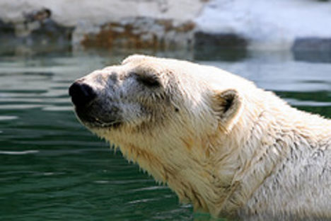 Jegesmedve a bronxi állatkertben
