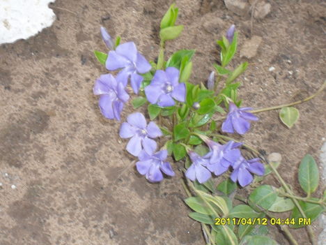 Kék meténg tele virággal