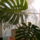 Konnyezo__palma_2_1103912_6058_t
