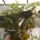 Konnyezo__palma_3_1103913_1880_t