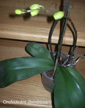 Orchideáim 1
