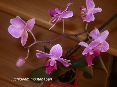 Orchideáim 2