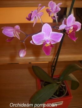 Orchideáim 3
