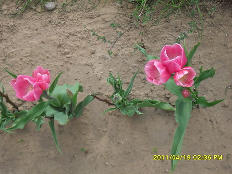 Többszárú tulipán