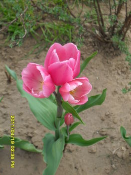 Többszárú tulipán kinyílva