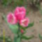 Többszárú tulipán kinyílva
