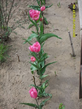 Többszárú tulipánok