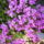 Viragaim38_1130929_7193_t