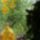 Ablakdekoracio_glas_1141673_9205_t