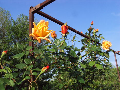kertünkből 2011