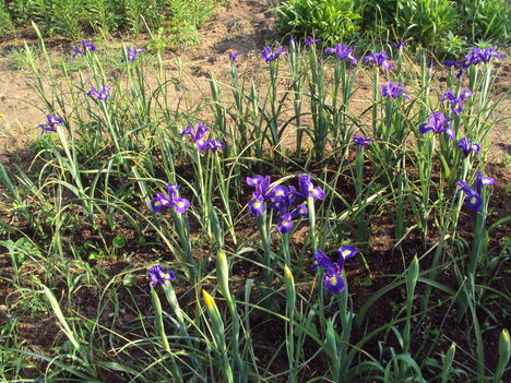 kertünkből 2011