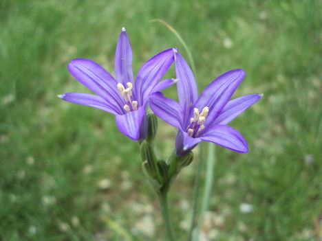 kertünkből 2011