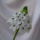 Ornithogalum_1142492_7420_t