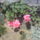 Futomuskatli_1143814_6940_t