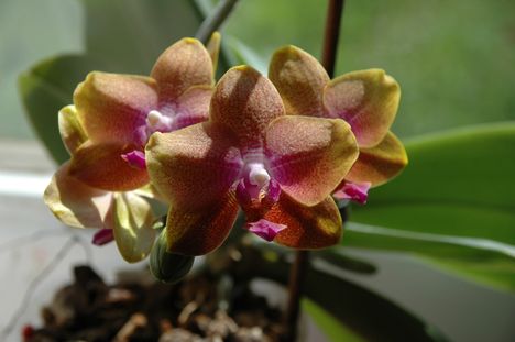 orchideám 2011 05