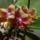 Orchideam_2011_05_1143526_4232_t
