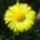 Virag_10_1143332_2145_t