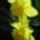 Virag_11_1143333_8208_t