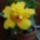 Hibiszkusz_1144596_9094_t