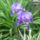 Most_nyilo_viragaim_3_1144452_9475_t