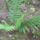 Most_nyilo_viragaim_5_1144454_4653_t