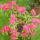 Rododendro_1144602_2037_t