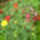 Rozsa-001_1144606_4807_t
