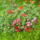 Rozsa_1144604_8311_t