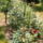Hpim6594_1145758_1483_t