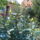 Hpim6595_1145765_7652_t
