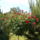 Hpim6596_1145762_2401_t