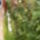Hpim6602_1145763_1874_t