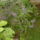Hpim6606_1145760_1225_t
