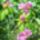 Rozsaszinu_rododendron_a_kertben_1145111_8814_t
